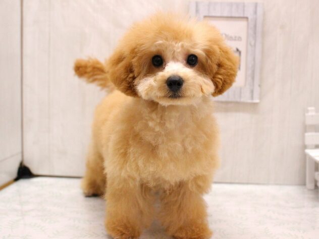 兵庫県のトイプードル(トイ) (ペット・プラザ アミーゴ加古川店/2025年12月1日生まれ/女の子/オレンジフォーン)の子犬の1枚目の画像