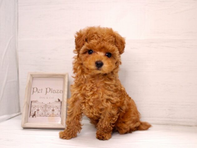 兵庫県のトイプードル(トイ) (ペット・プラザ アミーゴ明石魚住店/2025年12月7日生まれ/女の子/レッド)の子犬の2枚目の画像