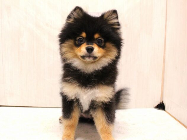 兵庫県のポメラニアン (ペット・プラザ アミーゴ加古川店/2025年12月6日生まれ/女の子/ブラックタン)の子犬の1枚目の画像