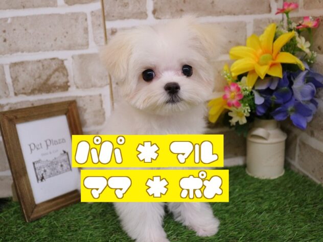 兵庫県のハーフ犬・ミックス犬 (ペット・プラザ アミーゴ明石魚住店/2025年12月15日生まれ/女の子/ホワイトクリーム)の子犬の1枚目の画像