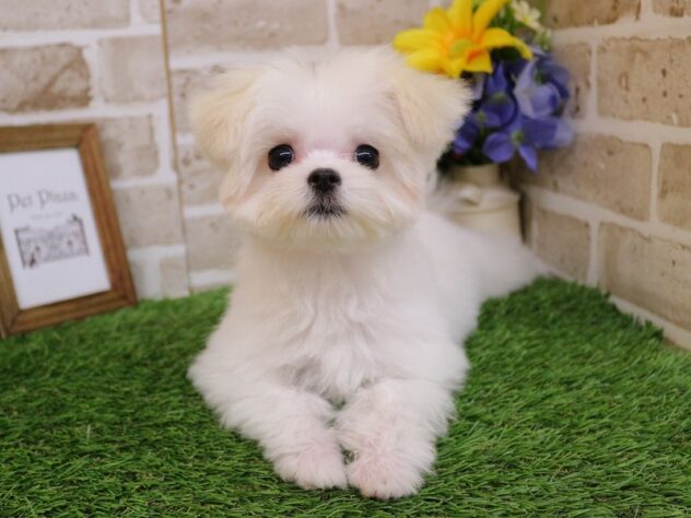 兵庫県のハーフ犬・ミックス犬 (ペット・プラザ アミーゴ明石魚住店/2025年12月15日生まれ/女の子/ホワイトクリーム)の子犬の2枚目の画像