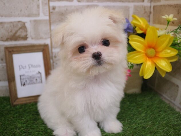 兵庫県のハーフ犬・ミックス犬 (ペット・プラザ アミーゴ明石魚住店/2025年12月15日生まれ/女の子/ホワイトクリーム)の子犬の3枚目の画像