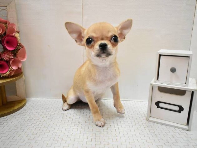 兵庫県のチワワ(ロング) (ペット・プラザ アミーゴつかしん店/2025年12月7日生まれ/女の子/フォーン)の子犬の2枚目の画像