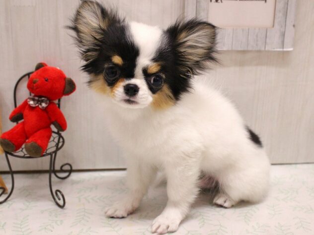 兵庫県のチワワ(ロング) (ペット・プラザ アミーゴ加古川店/2025年12月19日生まれ/男の子/ホワイトブラックタン)の子犬の1枚目の画像