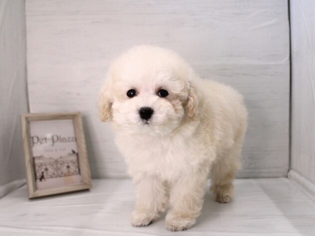 兵庫県のトイプードル(トイ) (ペット・プラザ アミーゴ明石魚住店/2025年12月19日生まれ/男の子/ホワイト)の子犬の3枚目の画像