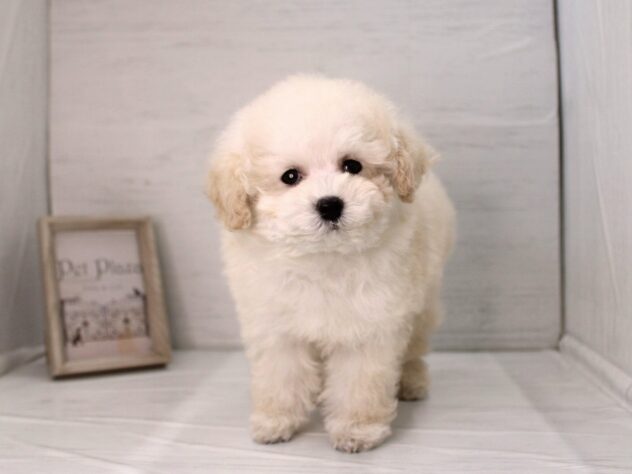 兵庫県のトイプードル(トイ) (ペット・プラザ アミーゴ明石魚住店/2025年12月19日生まれ/男の子/ホワイト)の子犬の1枚目の画像
