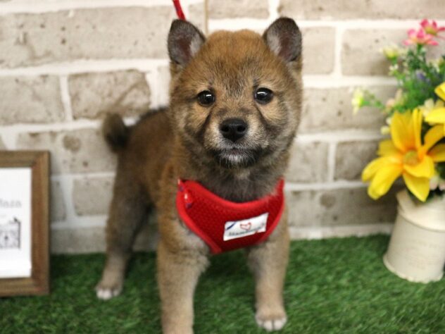 兵庫県の柴犬(標準サイズ) (ペット・プラザ アミーゴつかしん店/2025年12月24日生まれ/男の子/赤)の子犬の2枚目の画像