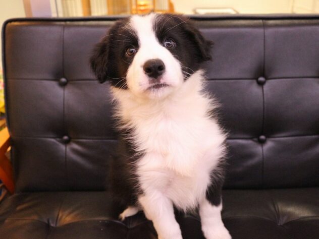 兵庫県のボーダーコリー (ペット・プラザ アミーゴつかしん店/2026年1月15日生まれ/男の子/ブラックホワイト)の子犬の2枚目の画像