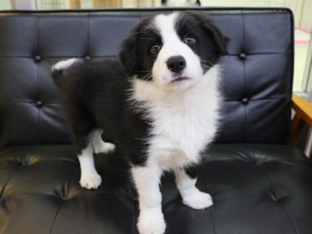 兵庫県のボーダーコリー (ペット・プラザ アミーゴつかしん店/2026年1月15日生まれ/男の子/ブラックホワイト)の子犬の1枚目の画像