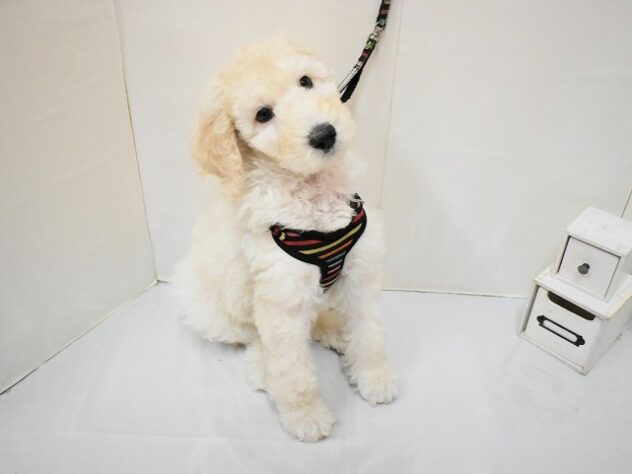 大阪府のスタンダードプードル (ペット・プラザ アミーゴ豊中服部店/2026年1月27日生まれ/男の子/ホワイト)の子犬の2枚目の画像