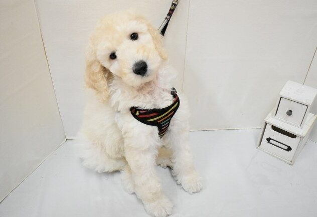 大阪府のスタンダードプードル (ペット・プラザ アミーゴ豊中服部店/2026年1月27日生まれ/男の子/ホワイト)の子犬