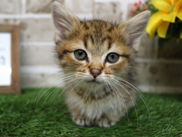 兵庫県のミヌエット (ペット・プラザ アミーゴ神戸西店/2026年1月9日生まれ/女の子/ブラウンマッカレルタビー)の子猫の1枚目の画像