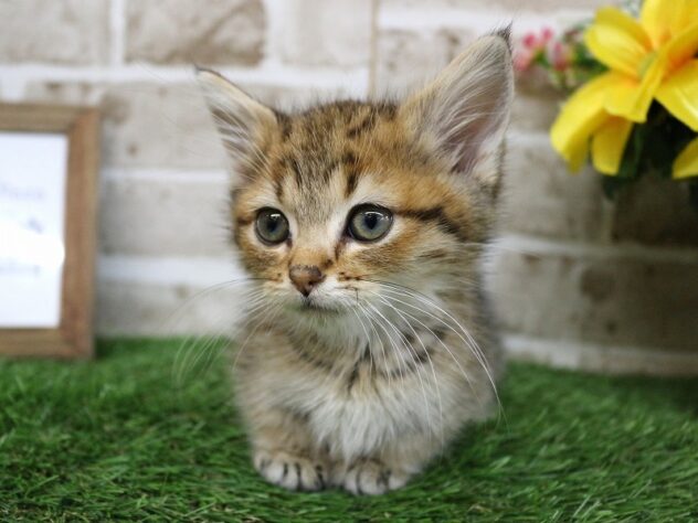 兵庫県のミヌエット (ペット・プラザ アミーゴ神戸西店/2026年1月9日生まれ/女の子/ブラウンマッカレルタビー)の子猫の4枚目の画像