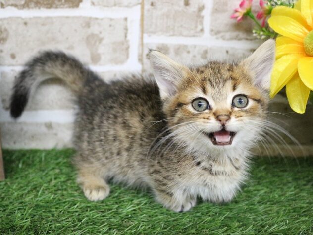 兵庫県のミヌエット (ペット・プラザ アミーゴ神戸西店/2026年1月9日生まれ/女の子/ブラウンマッカレルタビー)の子猫の3枚目の画像