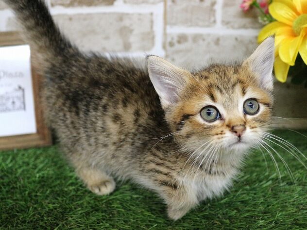 兵庫県のミヌエット (ペット・プラザ アミーゴ神戸西店/2026年1月9日生まれ/女の子/ブラウンマッカレルタビー)の子猫の2枚目の画像