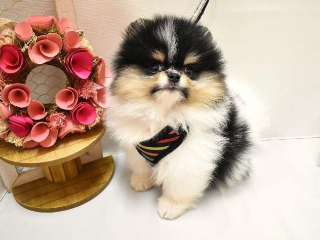 大阪府のポメラニアン (ペット・プラザ アミーゴ豊中服部店/2026年2月4日生まれ/男の子/ホワイトブラックタン)の子犬の2枚目の画像