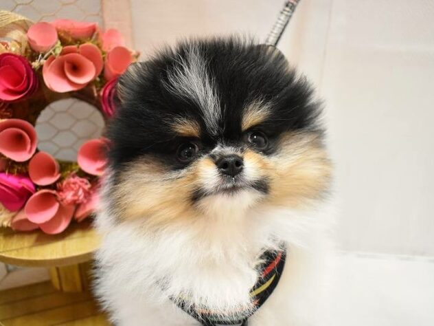 大阪府のポメラニアン (ペット・プラザ アミーゴ豊中服部店/2026年2月4日生まれ/男の子/ホワイトブラックタン)の子犬の3枚目の画像
