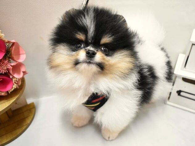 大阪府のポメラニアン (ペット・プラザ アミーゴ豊中服部店/2026年2月4日生まれ/男の子/ホワイトブラックタン)の子犬