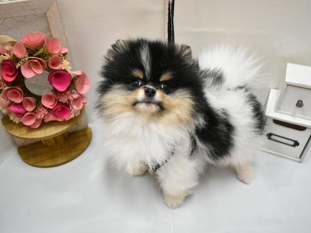 大阪府のポメラニアン (ペット・プラザ アミーゴ豊中服部店/2026年2月4日生まれ/男の子/ホワイトブラックタン)の子犬の4枚目の画像