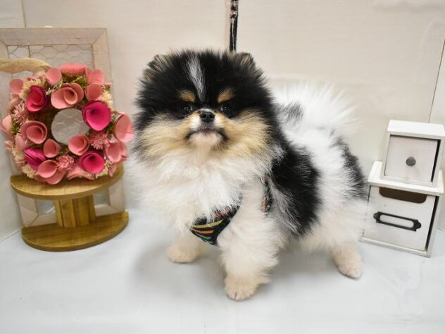 大阪府のポメラニアン (ペット・プラザ アミーゴ豊中服部店/2026年2月4日生まれ/男の子/ホワイトブラックタン)の子犬の2枚目の画像