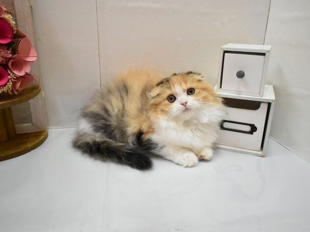 大阪府のフォールデックス (ペット・プラザ アミーゴ豊中服部店/2026年1月17日生まれ/女の子/ブラウンパッチドタビーホワイト)の子猫