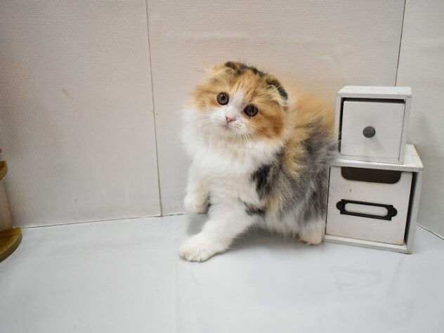 大阪府のフォールデックス (ペット・プラザ アミーゴ豊中服部店/2026年1月17日生まれ/女の子/ブラウンパッチドタビーホワイト)の子猫の2枚目の画像