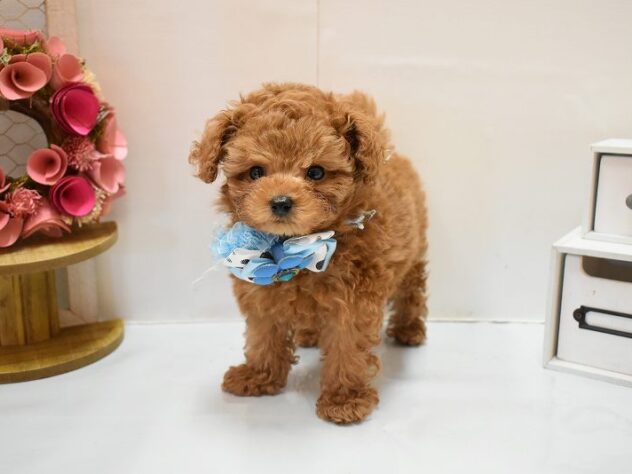 大阪府のトイプードル(トイ) (ペット・プラザ アミーゴ豊中服部店/2026年2月18日生まれ/男の子/レッドフォーン)の子犬の1枚目の画像