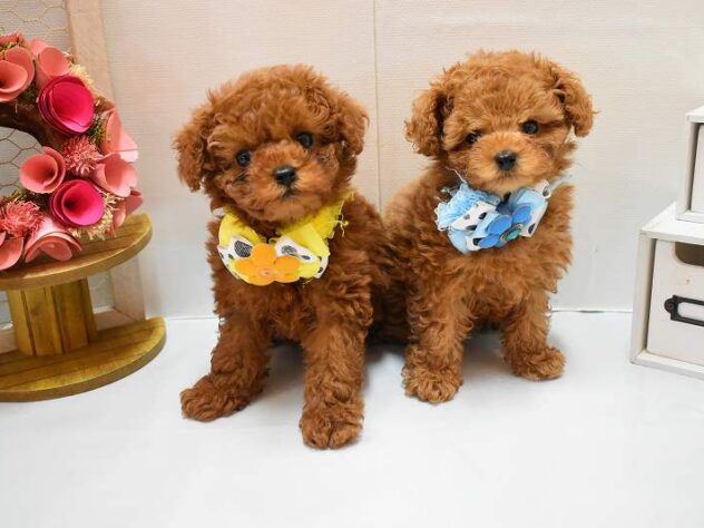 大阪府のトイプードル(トイ) (ペット・プラザ アミーゴ豊中服部店/2026年2月18日生まれ/男の子/レッドフォーン)の子犬の2枚目の画像