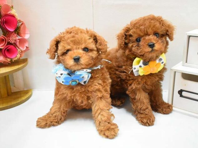 大阪府のトイプードル(トイ) (ペット・プラザ アミーゴ豊中服部店/2026年2月18日生まれ/女の子/レッドフォーン)の子犬の2枚目の画像