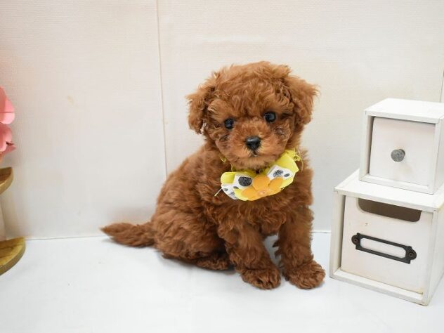 大阪府のトイプードル(トイ) (ペット・プラザ アミーゴ豊中服部店/2026年2月18日生まれ/女の子/レッドフォーン)の子犬の1枚目の画像