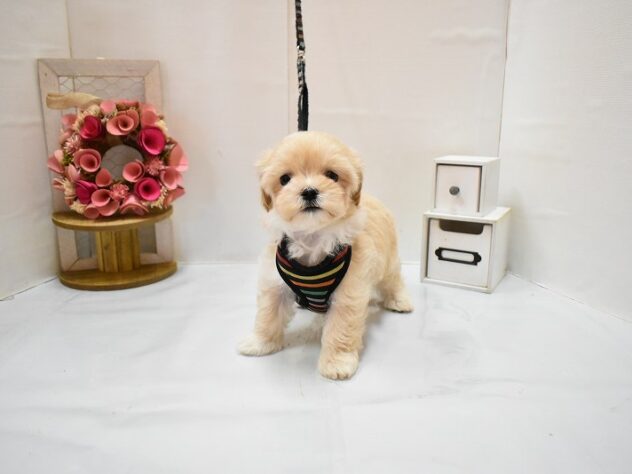 大阪府のマルプー(マルチーズ×プードル) (ペット・プラザ アミーゴ豊中服部店/2026年2月19日生まれ/男の子/クリーム)の子犬の2枚目の画像