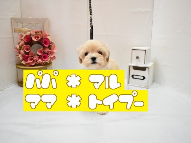 大阪府のマルプー(マルチーズ×プードル) (ペット・プラザ アミーゴ豊中服部店/2026年2月19日生まれ/男の子/クリーム)の子犬の1枚目の画像