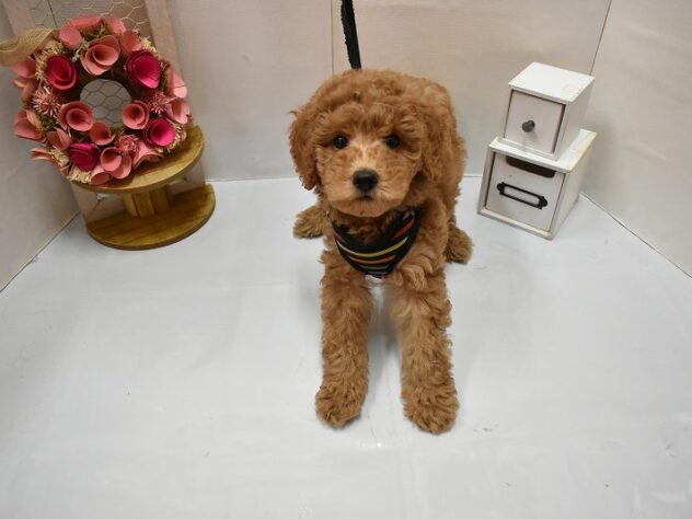 大阪府のミディアムプードル (ペット・プラザ アミーゴ豊中服部店/2026年2月10日生まれ/男の子/レッドフォーン)の子犬