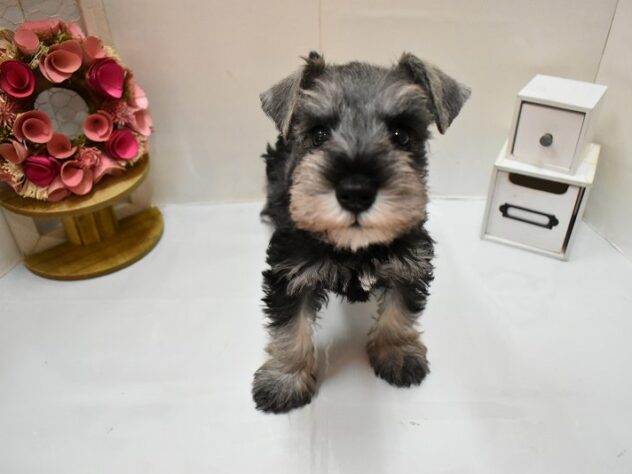 大阪府のミニチュアシュナウザー (ペット・プラザ アミーゴ豊中服部店/2026年2月18日生まれ/男の子/ソルトペッパー)の子犬の1枚目の画像