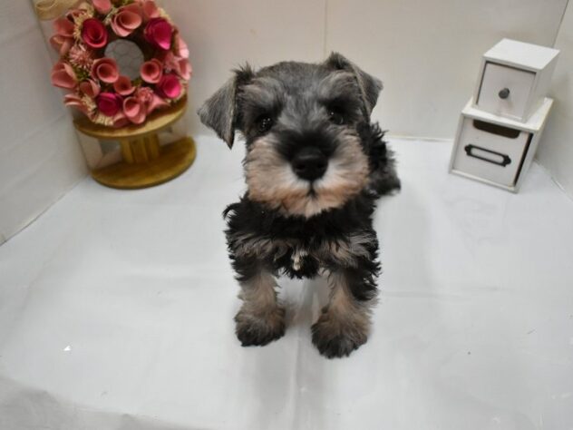 大阪府のミニチュアシュナウザー (ペット・プラザ アミーゴ豊中服部店/2026年2月18日生まれ/男の子/ソルトペッパー)の子犬の2枚目の画像