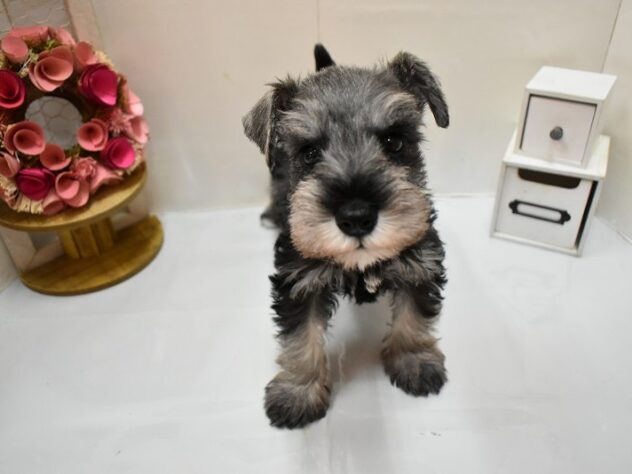 大阪府のミニチュアシュナウザー (ペット・プラザ アミーゴ豊中服部店/2026年2月18日生まれ/男の子/ソルトペッパー)の子犬の3枚目の画像