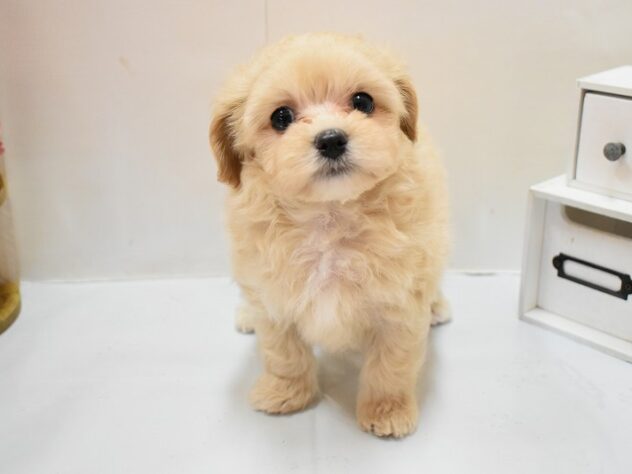 大阪府のマルプー(マルチーズ×プードル) (ペット・プラザ アミーゴ豊中服部店/2026年2月13日生まれ/男の子/アプリコット（父：マルチーズ／母：トイ・プードル）)の子犬の2枚目の画像