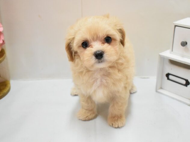 大阪府のマルプー(マルチーズ×プードル) (ペット・プラザ アミーゴ豊中服部店/2026年2月13日生まれ/男の子/アプリコット（父：マルチーズ／母：トイ・プードル）)の子犬の3枚目の画像