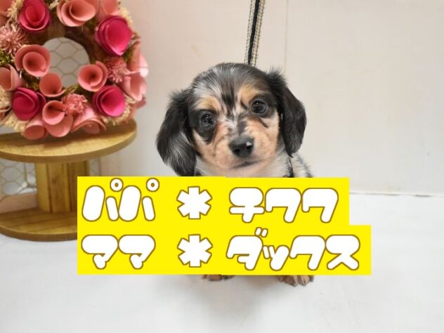 大阪府のチワックス(チワワ×ダックス) (ペット・プラザ アミーゴ豊中服部店/2026年2月14日生まれ/男の子/シルバーダップル)の子犬の1枚目の画像