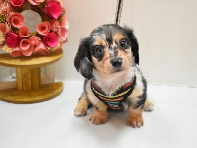 大阪府のチワックス(チワワ×ダックス) (ペット・プラザ アミーゴ豊中服部店/2026年2月14日生まれ/男の子/シルバーダップル)の子犬の2枚目の画像