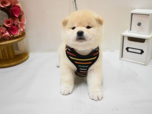 大阪府の豆柴 (ペット・プラザ アミーゴ豊中服部店/2026年2月14日生まれ/女の子/白)の子犬の1枚目の画像