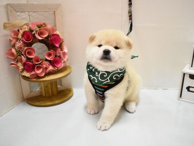 大阪府の豆柴 (ペット・プラザ アミーゴ豊中服部店/2026年2月14日生まれ/女の子/白)の子犬の2枚目の画像