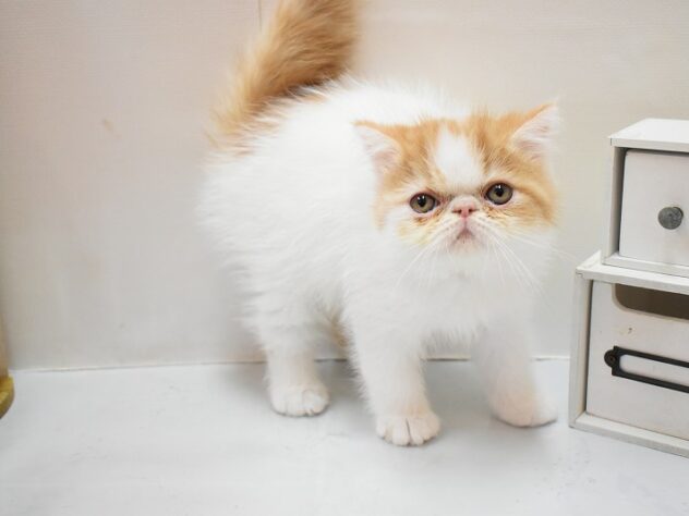 大阪府のエキゾチックショートヘアー (ペット・プラザ アミーゴ豊中服部店/2026年2月12日生まれ/男の子/レッドタビーホワイト)の子猫