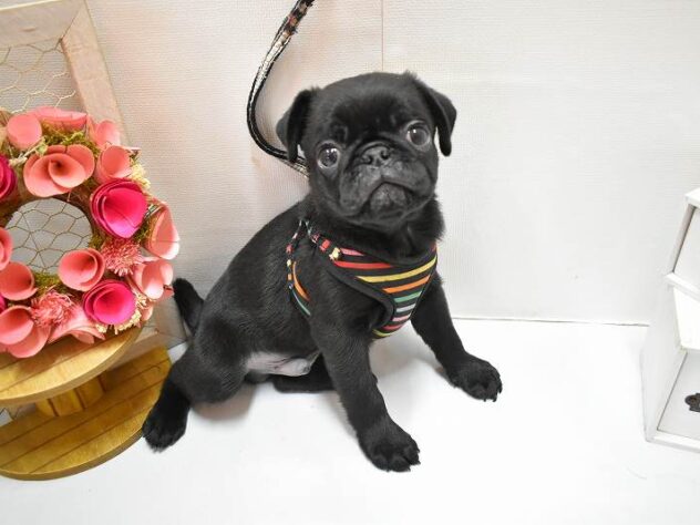 大阪府のパグ (ペット・プラザ アミーゴ豊中服部店/2026年2月7日生まれ/男の子/ブラック)の子犬