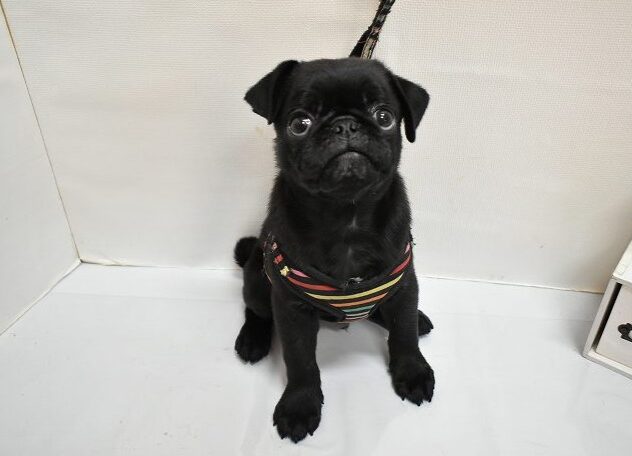大阪府のパグ (ペット・プラザ アミーゴ豊中服部店/2026年2月7日生まれ/男の子/ブラック)の子犬の2枚目の画像