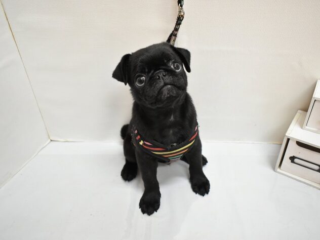 大阪府のパグ (ペット・プラザ アミーゴ豊中服部店/2026年2月7日生まれ/男の子/ブラック)の子犬の3枚目の画像