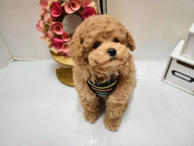 大阪府のトイプードル(トイ) (ペット・プラザ アミーゴ豊中服部店/2026年2月26日生まれ/女の子/オレンジフォーン)の子犬の1枚目の画像