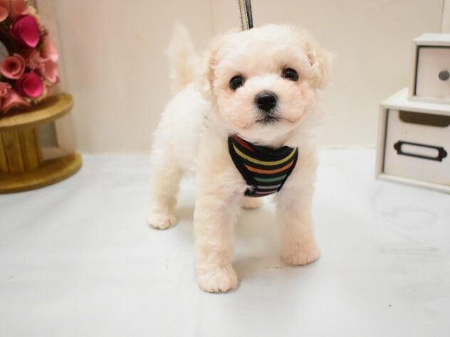 兵庫県のビションフリーゼ (ペット・プラザ アミーゴつかしん店/2026年2月24日生まれ/男の子/ホワイト)の子犬の2枚目の画像