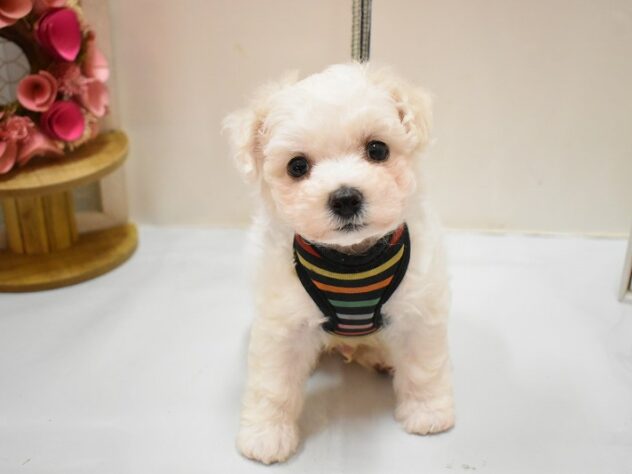 大阪府のビションフリーゼ (ペット・プラザ アミーゴ豊中服部店/2026年2月24日生まれ/男の子/ホワイト)の子犬の2枚目の画像