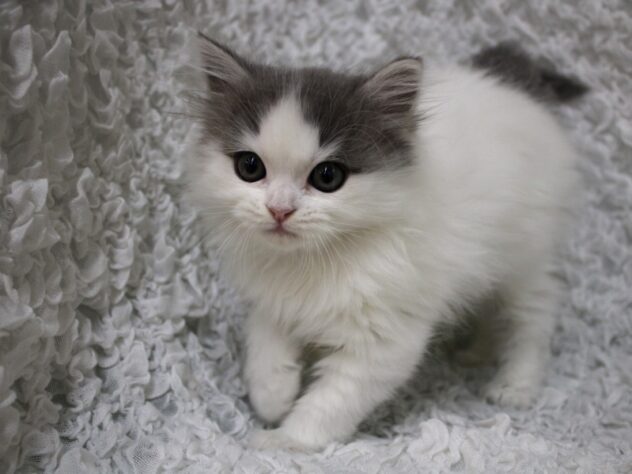 兵庫県のミヌエット (ペット・プラザ アミーゴ尼崎昭和通店/2026年2月18日生まれ/男の子/ブルーホワイトバン)の子猫の3枚目の画像